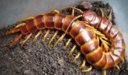 娱乐吃瓜酱的作品鼠体蜈蚣,娱乐吃瓜酱的惊悚奇幻之作